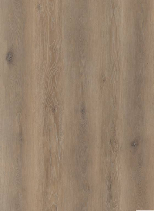 569826 – Eifel nature oak